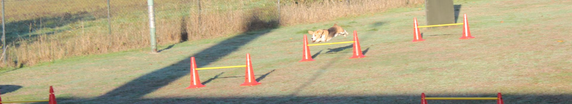 Ein Beagle springt über Hindernisse