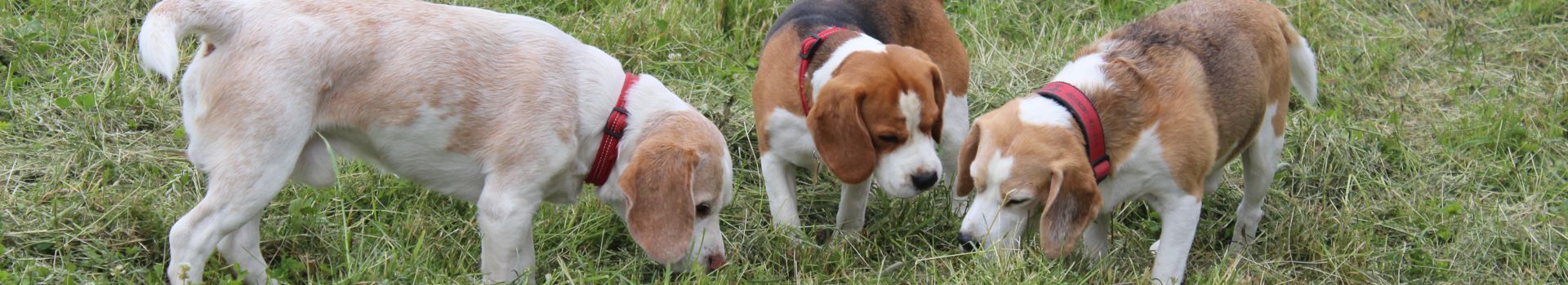 Spielende Beagle mit einem Pudel